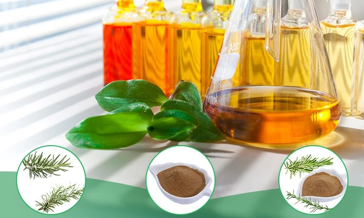 Rosemary extract-yanggebiotech.com