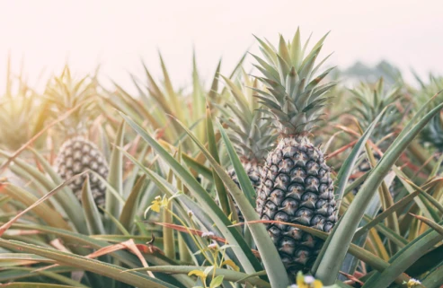 Pure bromelain powder bulk