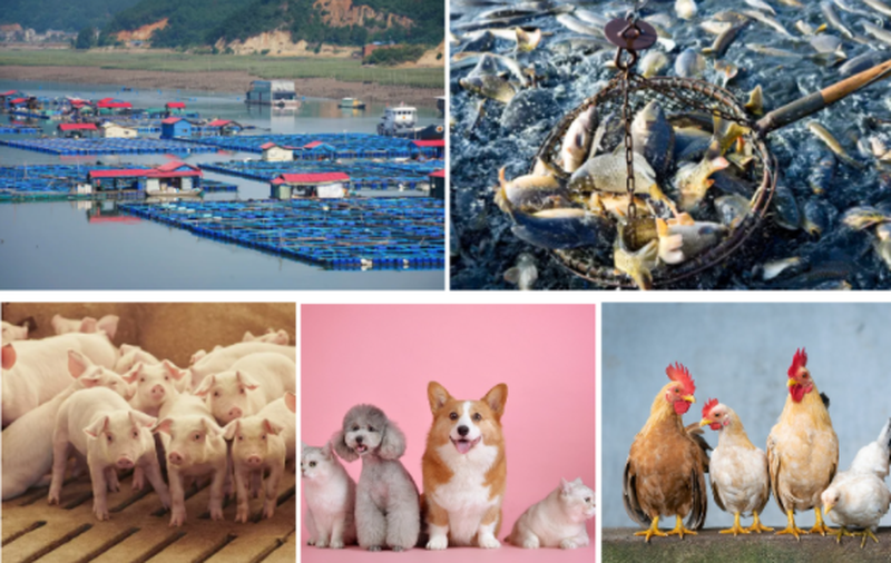 Ascorbyl Palmitate Powder Bulk Ascorbyl Palmitate Powder Bulk