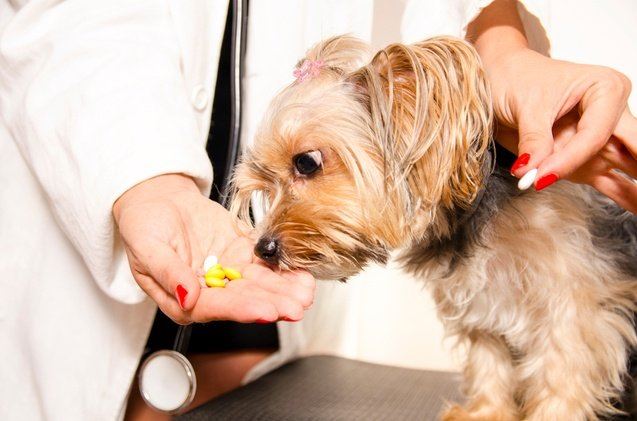 papaína para perros