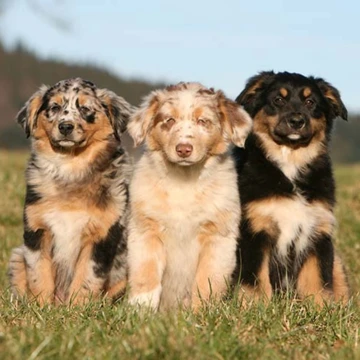 Beneficios del suplemento de quitosano para perros